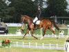 Bill Levett and Huberthus AC, Blenheim Palace International Horse Trials, September 2021