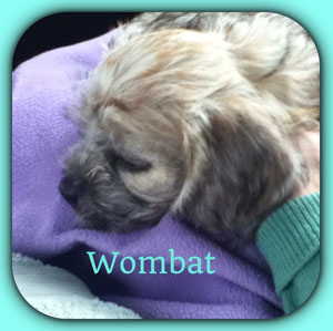 Wombat Bill Levett