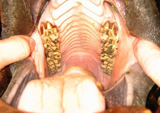 Dentist