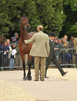 Bill Levett and Shannondale Titan, Badminton 2014