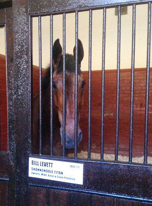 Alfie at Badminton
