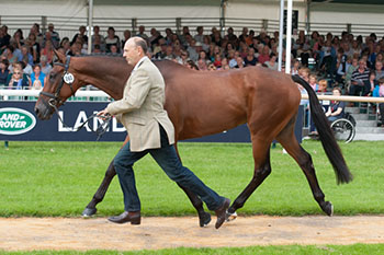 Bill Levett and Improvise at the 1st Horse Inspection